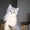 шотландские котятки - Изображение #1, Объявление #250851