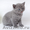 Подрастают к продаже эксклюзивные британские котята - Изображение #3, Объявление #243627