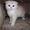 продам шотландских котят(скотиш фолд-страйт) - Изображение #1, Объявление #290976