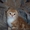 продам шотландских котят(скотиш фолд-страйт) - Изображение #4, Объявление #290976