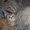 продам шотландских котят(скотиш фолд-страйт) - Изображение #5, Объявление #290976