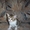 продам шотландских котят(скотиш фолд-страйт) - Изображение #3, Объявление #290976