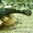 Лабидохромис еллоу, анциструс обыкновенный разных размеров - Изображение #2, Объявление #303906