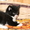Подарим сибирских котят - Изображение #1, Объявление #295579