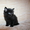 Подарим сибирских котят - Изображение #3, Объявление #295579