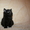 Подарим сибирских котят - Изображение #5, Объявление #295579
