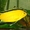 Лабидохромис еллоу, анциструс обыкновенный разных размеров - Изображение #1, Объявление #303906