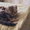 продам  котят породы британская короткошерстная - Изображение #1, Объявление #314016