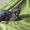 Котятки Канадского Сфинкса - Изображение #2, Объявление #325985