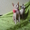 Котятки Канадского Сфинкса - Изображение #3, Объявление #325985