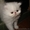 Персидский белый котенок - Изображение #5, Объявление #314832