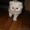 Персидский белый котенок - Изображение #4, Объявление #314832