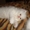 Персидский белый котенок - Изображение #1, Объявление #314832