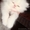 Персидский белый котенок - Изображение #3, Объявление #314832