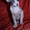 Котятки Канадского Сфинкса - Изображение #1, Объявление #325985