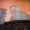 Продам британских,шотландских вислоухих котят - Изображение #2, Объявление #313657