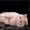 Вязка Британского К/Ш кота - Изображение #1, Объявление #378476