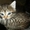 Котята, Чудесные! 1,5 мес. Пушистая, Черный кот - Изображение #4, Объявление #390543