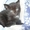 Котята, Чудесные! 1,5 мес. Пушистая, Черный кот - Изображение #5, Объявление #390543