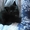 Котята, Чудесные! 1,5 мес. Пушистая, Черный кот - Изображение #6, Объявление #390543