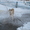 продам щенков западно сибирской лайки от рабочих собак с родословными - Изображение #1, Объявление #392027