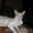 продам котят породы Корниш-рекс - Изображение #1, Объявление #387638