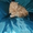 Вязка Британского К/Ш кота - Изображение #3, Объявление #378476