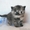 Британского плюшевого котенка - Изображение #1, Объявление #428253