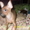 Продам очаровательного щенка тойчика - Изображение #2, Объявление #456505