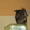 Продам очаровательного шиншилла - Изображение #4, Объявление #501914