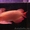 Великолепный Идеальный аквариум Хорошо arowana качества для продажи. - Изображение #1, Объявление #495070