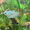 аквариум с рыбами - Изображение #4, Объявление #592285