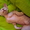 Котятки сфинксятки! - Изображение #2, Объявление #626398