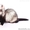 Клубные щенки хорька - Изображение #2, Объявление #614091