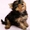 Крошечные, очень крошечные щенки йорка - Изображение #4, Объявление #698138