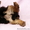 Крошечные, очень крошечные щенки йорка - Изображение #2, Объявление #698138