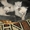Отдам котят Сиам-Перс - Изображение #1, Объявление #700597