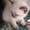 Отдам котят Сиам-Перс - Изображение #3, Объявление #700597