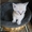 Отдам котят Сиам-Перс - Изображение #5, Объявление #700597