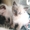 Отдам котят Сиам-Перс - Изображение #4, Объявление #700597