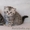 Британские котята плюшевые - Изображение #5, Объявление #701756