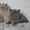 Британские котята плюшевые - Изображение #1, Объявление #701756