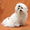 Продается подрощенный щенок мальтезе в Томске   - Изображение #1, Объявление #852194