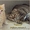 Продам шотландских и британских котят - Изображение #1, Объявление #887936