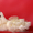 Белоснежные щенки мальтезе (мальтийской болонки) #1015687