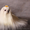Белоснежные щенки мальтезе (мальтийской болонки) - Изображение #3, Объявление #1015687