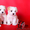 Белоснежные щенки мальтезе - Изображение #5, Объявление #1015692