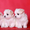 Белоснежные щенки мальтезе - Изображение #9, Объявление #1015692