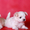Белоснежные щенки мальтезе (мальтийской болонки) - Изображение #8, Объявление #1015687
