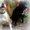 Стаффордширский тарьер щенки - Изображение #6, Объявление #1180633